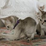 Bishop Ranch Veterinary Center & Urgent Care