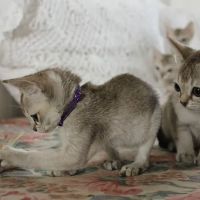 Bishop Ranch Veterinary Center & Urgent Care ico