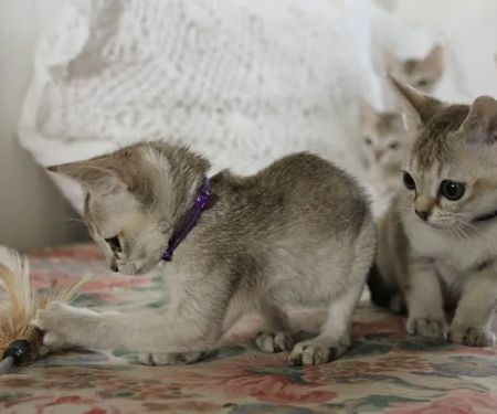 Bishop Ranch Veterinary Center & Urgent Care