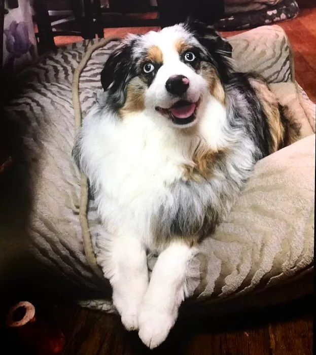 Bishop Ranch Veterinary Center & Urgent Care Picture 2