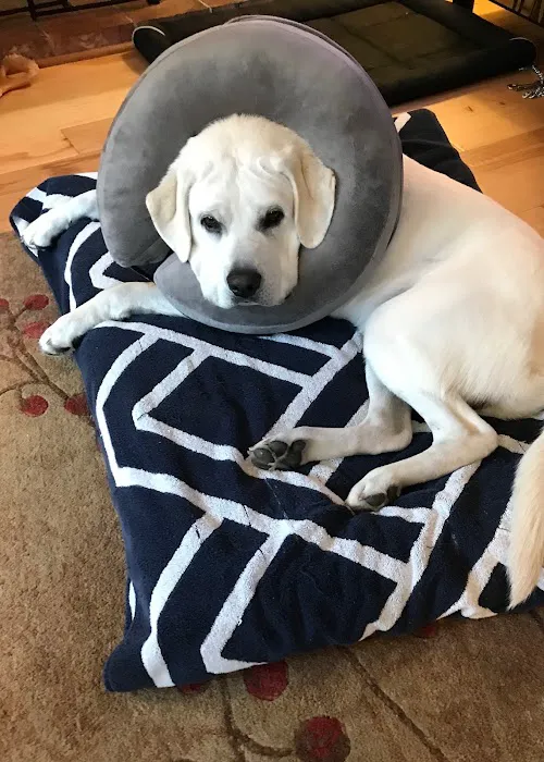 Bishop Ranch Veterinary Center & Urgent Care Picture 5