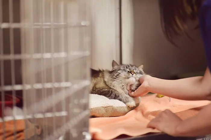 Bishop Ranch Veterinary Center & Urgent Care Picture 10