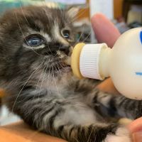 Furry Friends Pet Relief ico