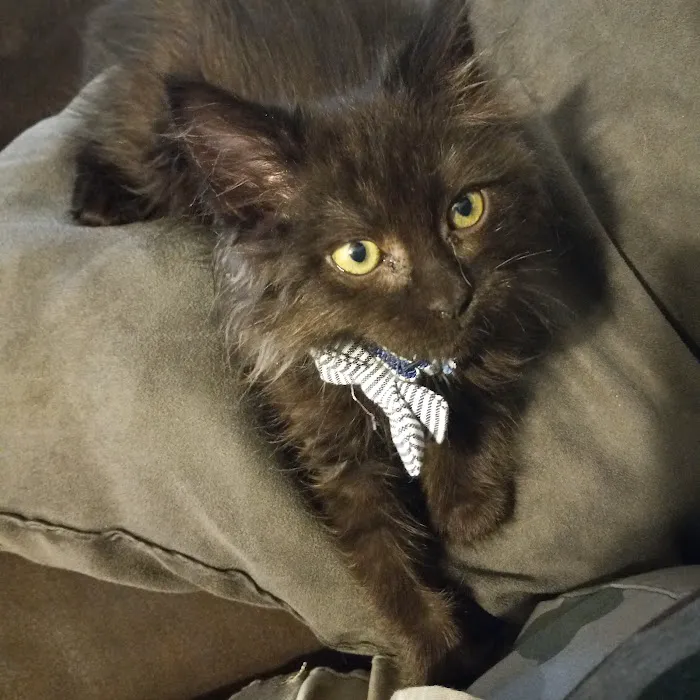 Furry Friends Pet Relief Picture 2