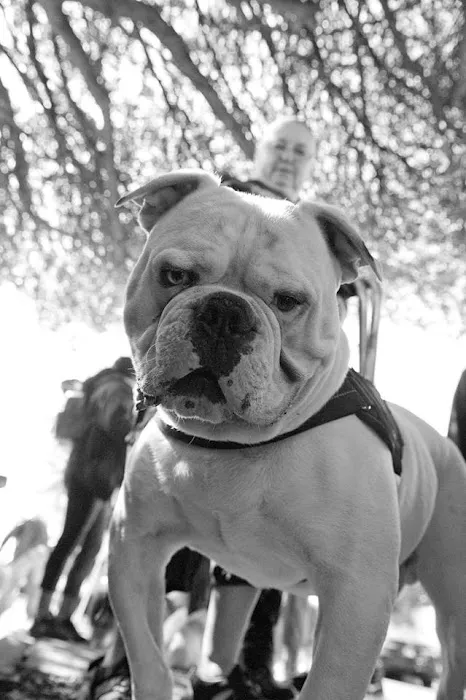 Furry Friends Pet Relief Picture 4