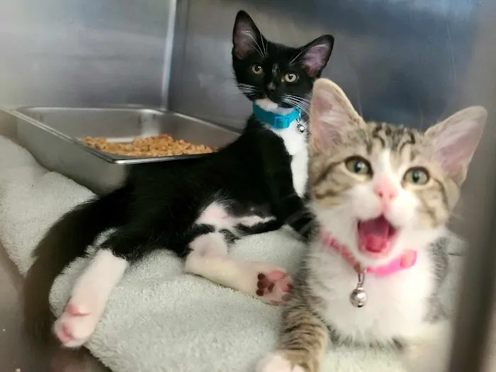 Furry Friends Pet Relief Picture 10