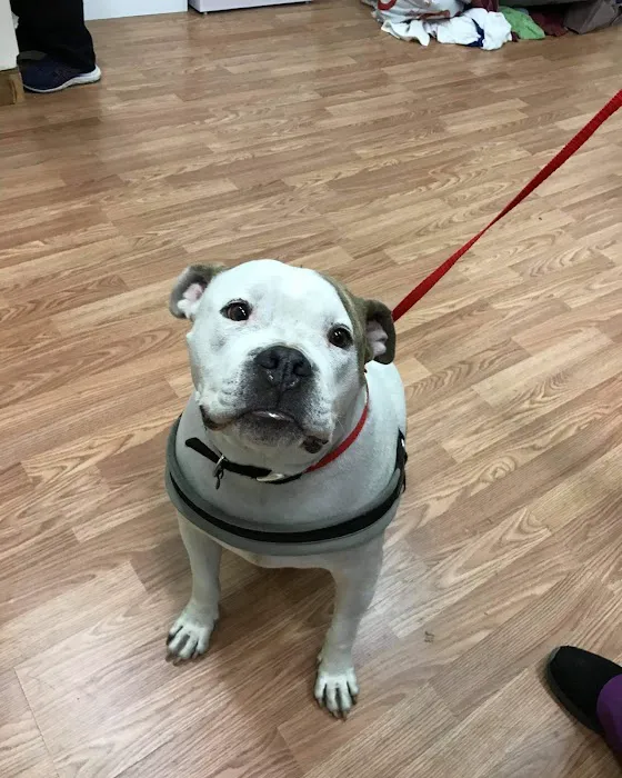 Furry Friends Pet Relief Picture 9