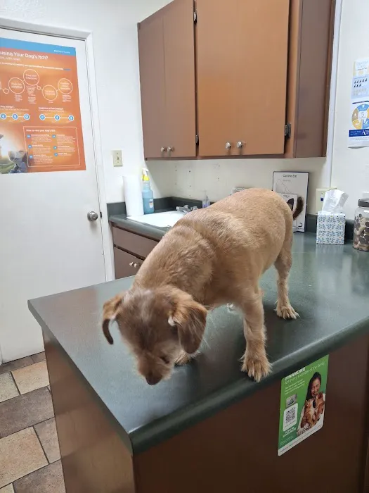 Animal Clinic of Antioch Picture 8