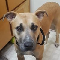 Abbey Vet Hospital ico