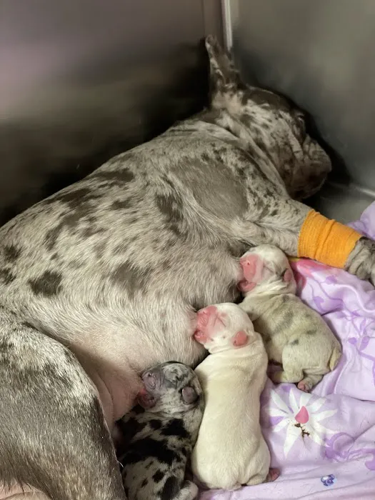 Abbey Vet Hospital Picture 5
