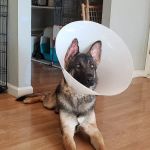 VCA East Bay Veterinary Emergency