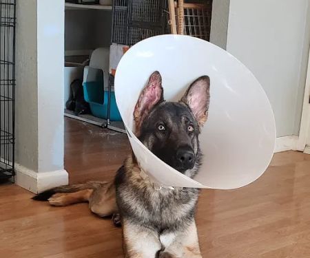 VCA East Bay Veterinary Emergency