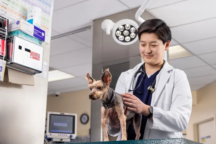 VCA East Bay Veterinary Emergency Picture 3