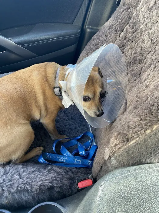 VCA East Bay Veterinary Emergency Picture 5