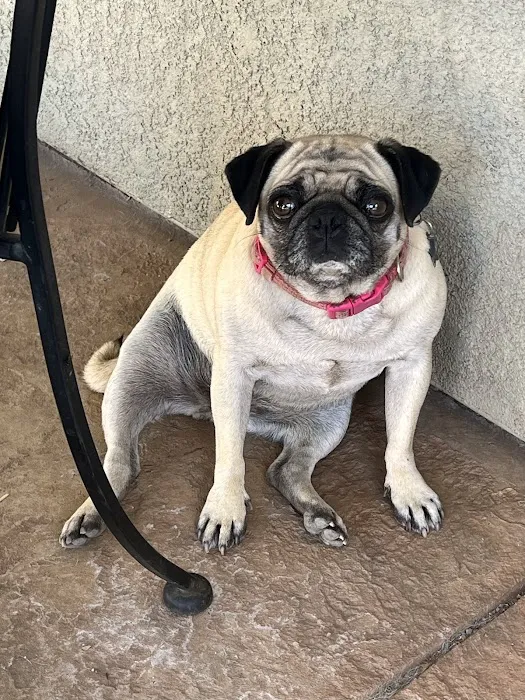 VCA East Bay Veterinary Emergency Picture 8