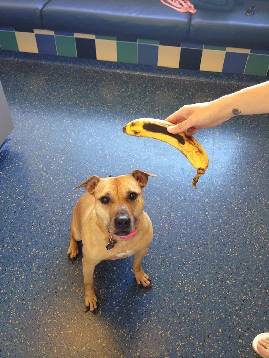 VCA East Bay Veterinary Emergency Picture 6