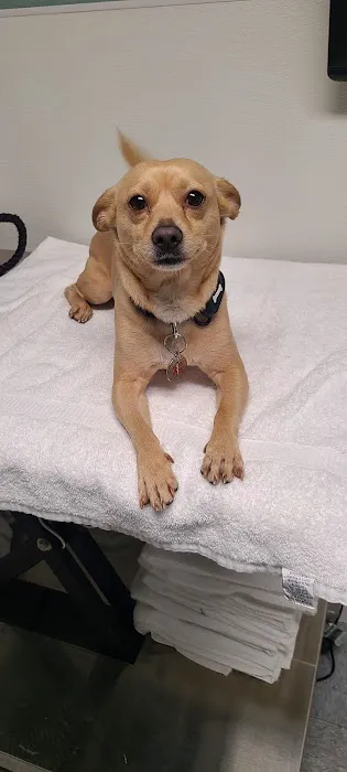 Banfield Pet Hospital Picture 2