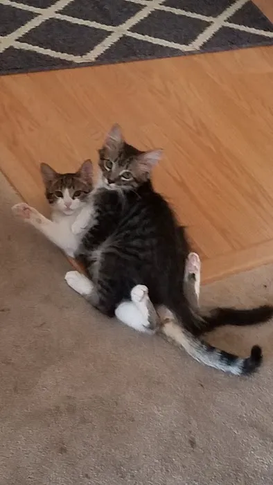 Ark Pet Hospital Picture 9