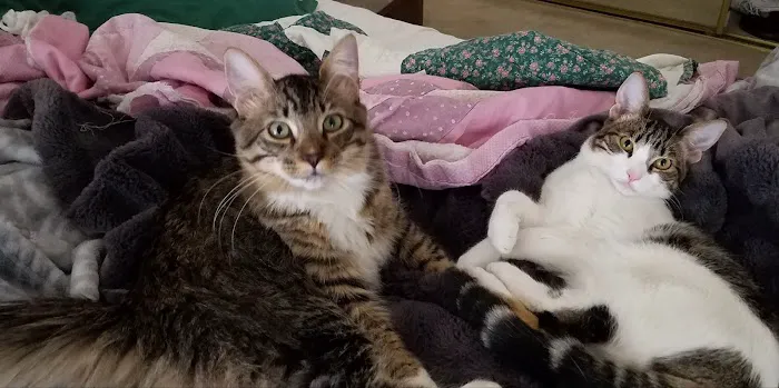 Ark Pet Hospital Picture 3