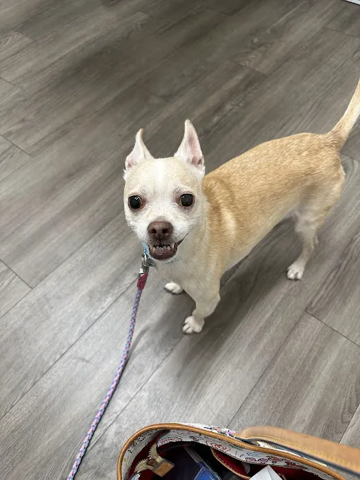 VCA Antioch Animal Hospital - Deer Valley Picture 5