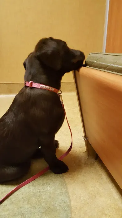 VCA Antioch Animal Hospital - Deer Valley Picture 3