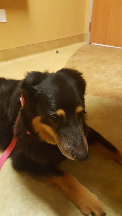 VCA Antioch Animal Hospital - Deer Valley Picture 1