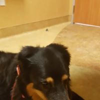 VCA Antioch Animal Hospital - Deer Valley ico