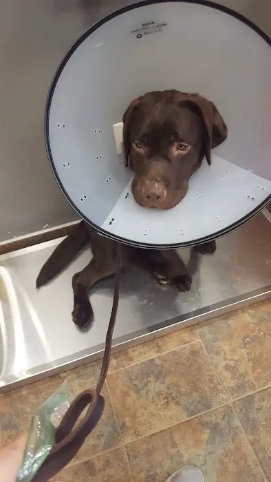 VCA Antioch Animal Hospital - Deer Valley Picture 9