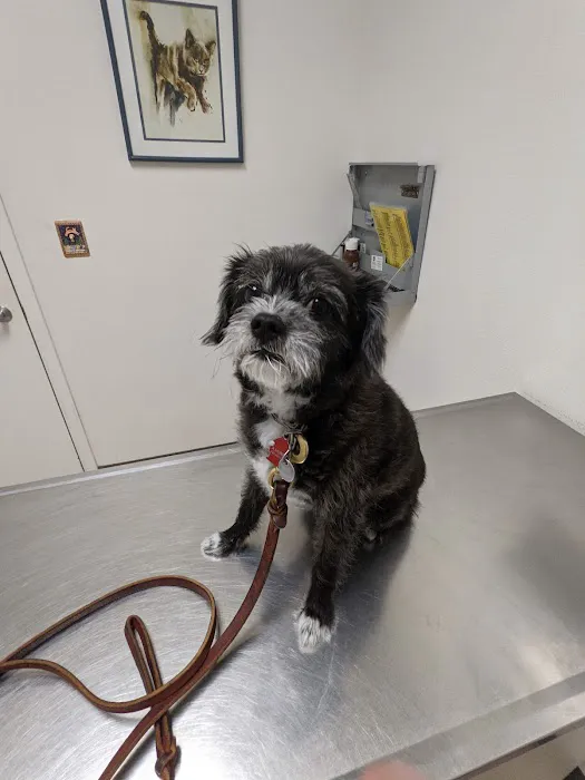 Companion Pet Hospital Picture 1