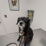 Companion Pet Hospital