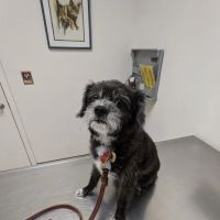 Companion Pet Hospital ico