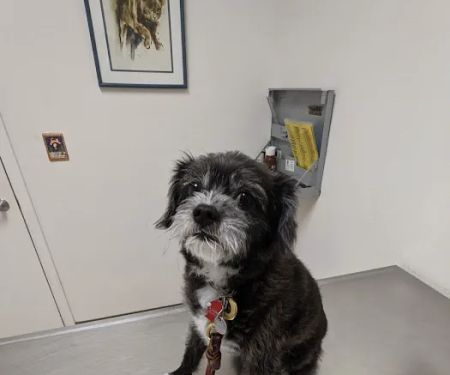 Companion Pet Hospital
