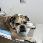 Lone Tree Veterinary Hospital & Urgent Care