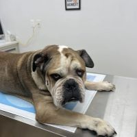 Lone Tree Veterinary Hospital & Urgent Care ico