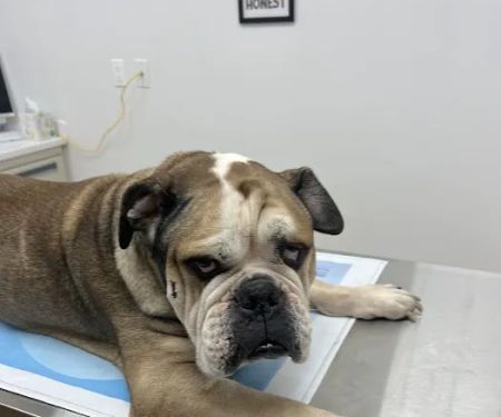Lone Tree Veterinary Hospital & Urgent Care