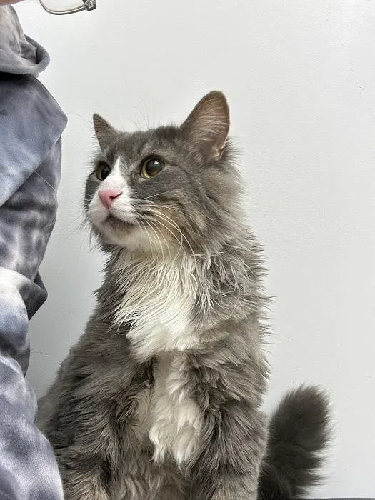 Lone Tree Veterinary Hospital & Urgent Care Picture 3