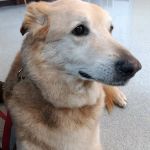 Hamilton Veterinary Clinic