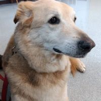 Hamilton Veterinary Clinic ico