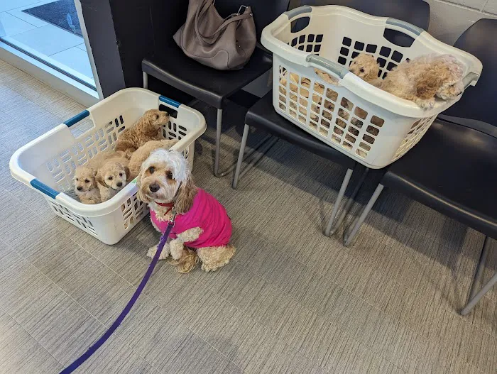 Hamilton Veterinary Clinic Picture 8