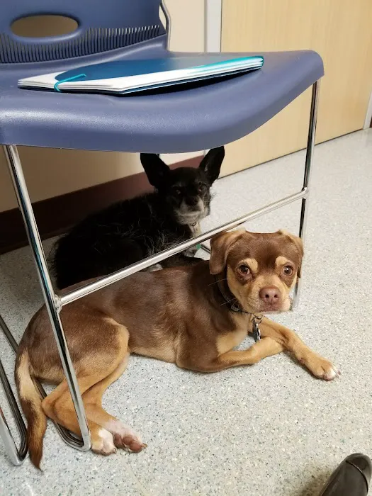 Hamilton Veterinary Clinic Picture 10