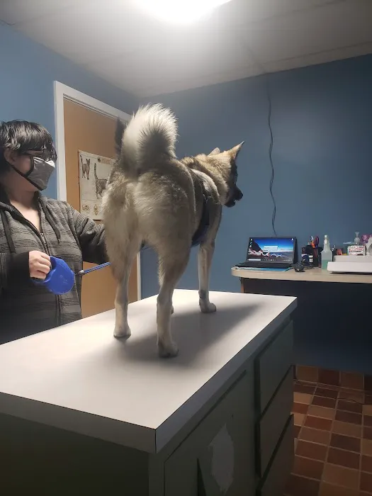 Animal Clinic of Holland PLLC Picture 1