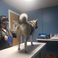 Animal Clinic of Holland PLLC ico
