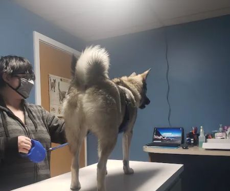 Animal Clinic of Holland PLLC