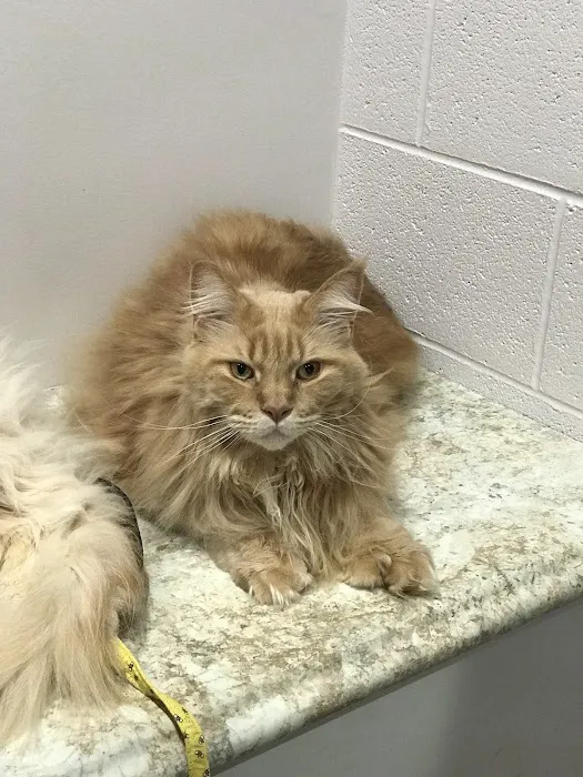 Animal Clinic of Holland PLLC Picture 6