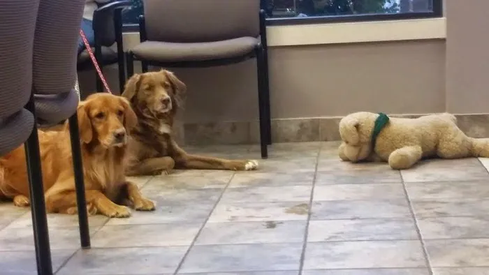 Kingdom Animal Hospital Picture 4
