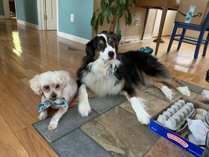 Kingdom Animal Hospital Picture 8