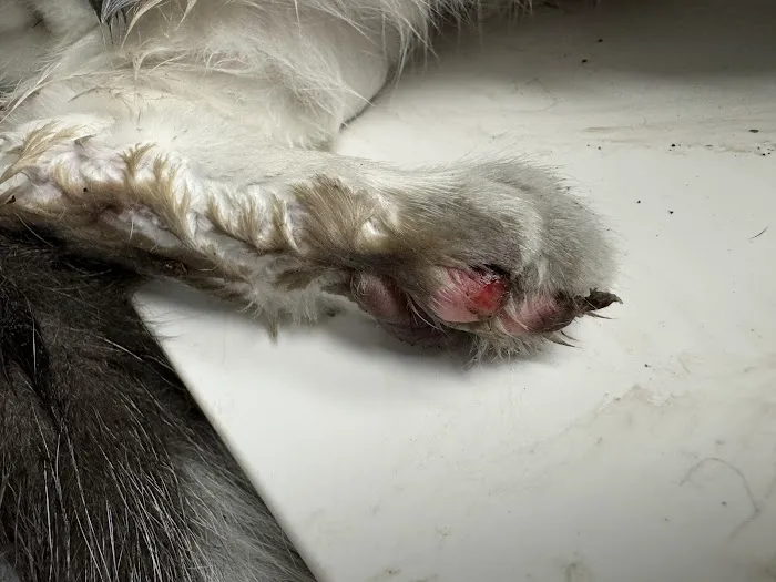 Emergency Veterinary Care Centers Picture 1