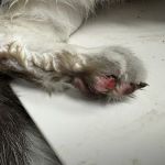 Emergency Veterinary Care Centers