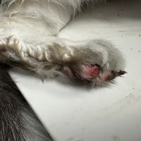 Emergency Veterinary Care Centers ico