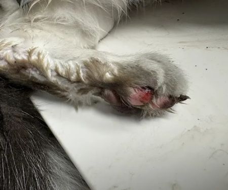Emergency Veterinary Care Centers